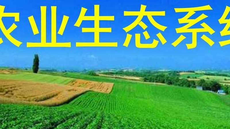 粮食种植定制方案：标准与实施要点