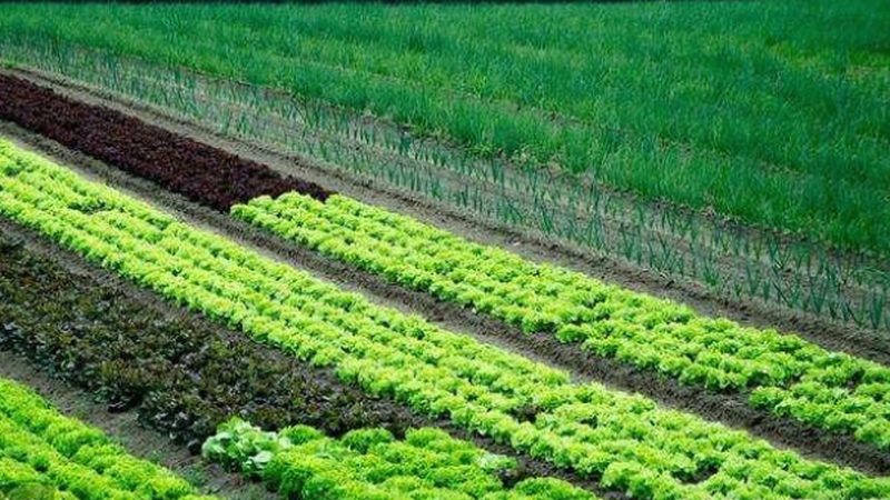 生鲜配送中心建设：关键环节与流程解析**