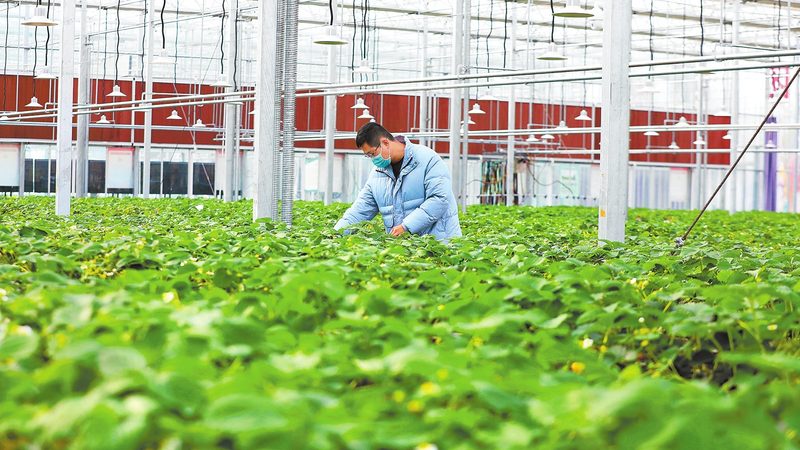 上海果蔬配送公司报价明细：揭秘背后的行业逻辑