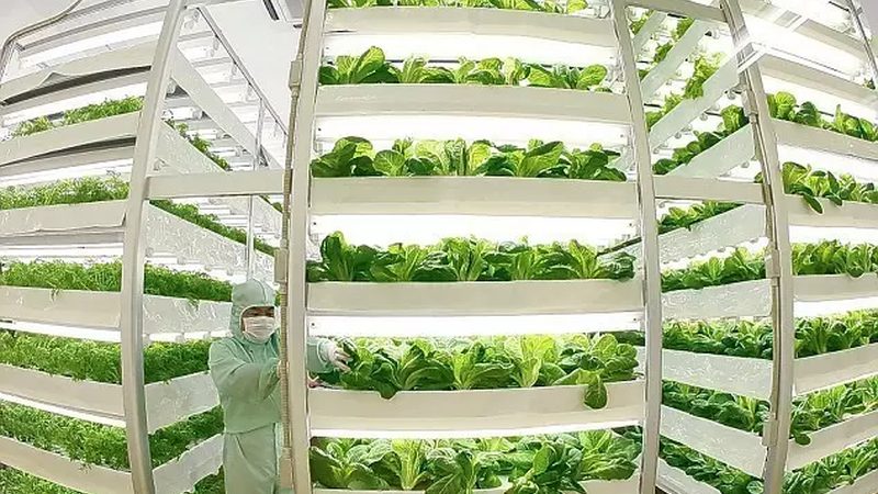 草莓种植专用肥料如何选择：关键要素与误区解析