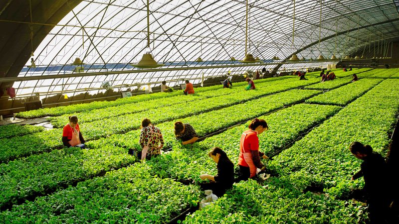 水果种植土壤排水要求：如何确保果实品质与产量