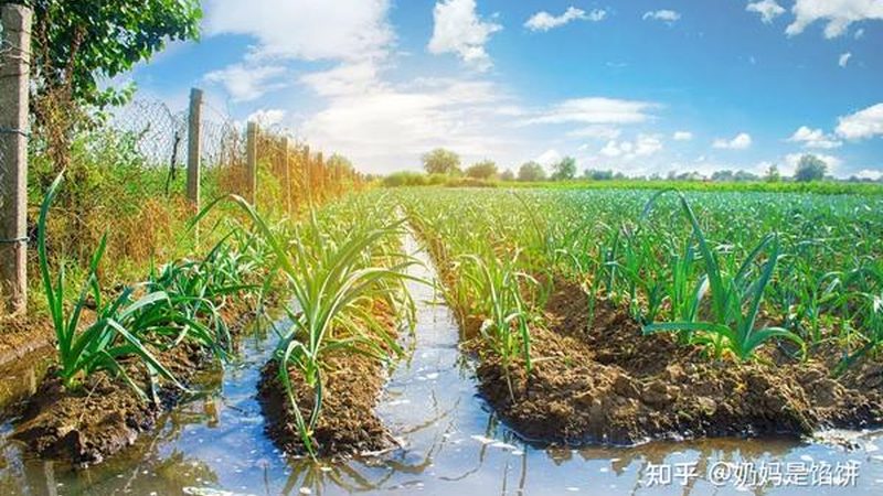 农业用尿素与工业用尿素：本质区别与使用须知**