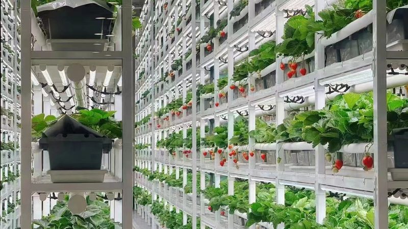 土豆深加工设备：揭秘高效生产流程
